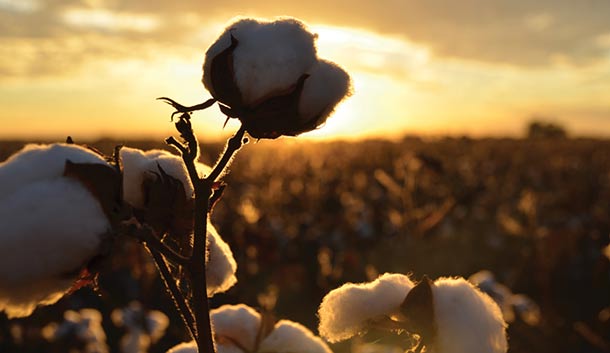 Narrabri is noted for its cotton industry